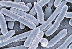 你知道腹瀉、嘔吐、發(fā)熱有多少是因為大腸桿菌引起的嗎？