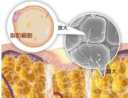 EGCG減重法，你從沒(méi)見(jiàn)過(guò)的減肥方法！