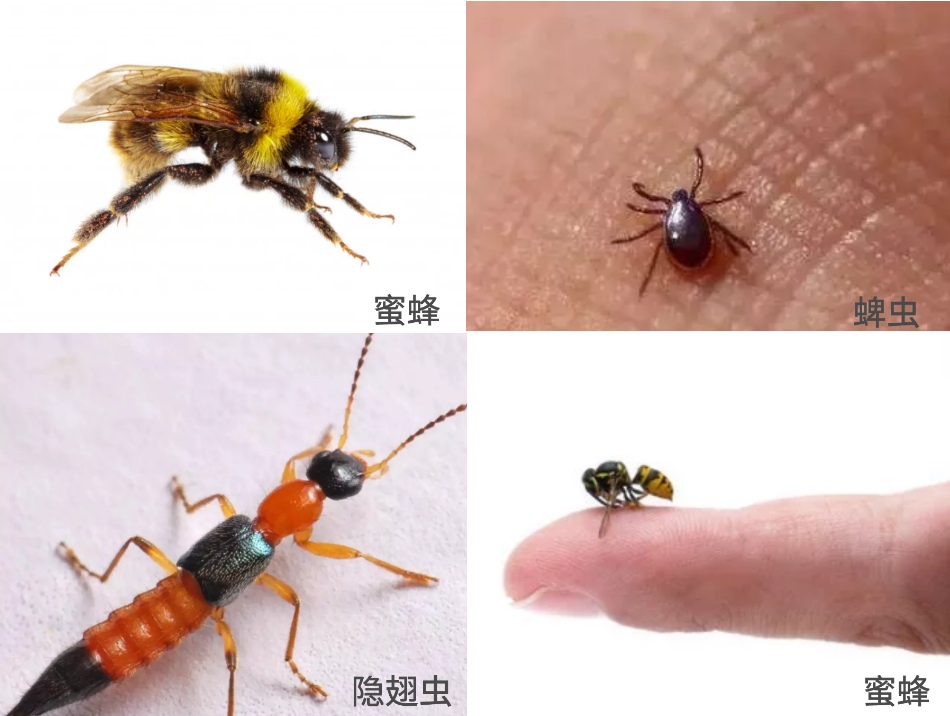 夏日毒蟲咬傷安全指南—蜂蟲蜇咬篇。