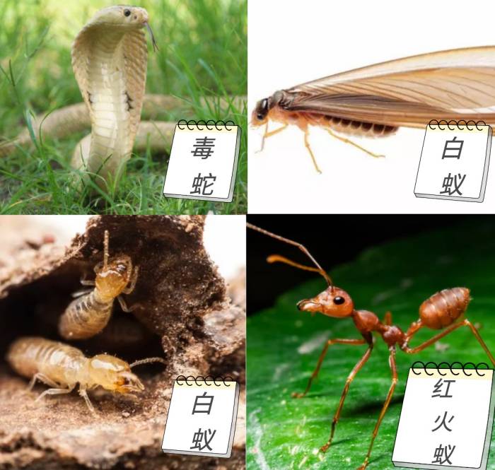夏日毒蟲咬傷安全指南—蛇蟻咬傷篇.