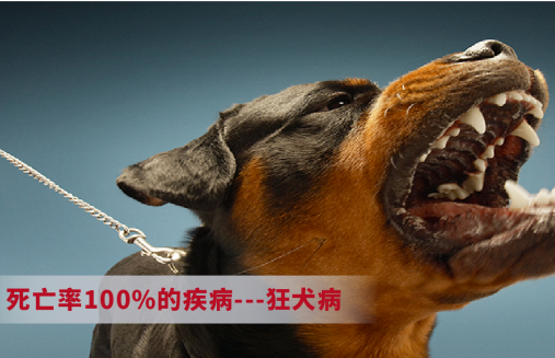 只有被狗咬傷了才患狂犬病嗎？