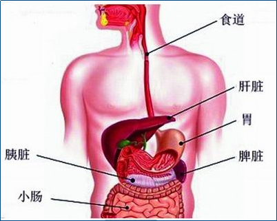 「胃不舒服」不一定都是胃的“鍋”